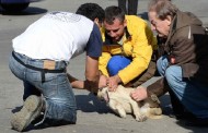 Cuccioli uccisi a bastonate presso Gela; indignazione delle associazioni animaliste