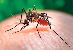 This 2006 photo made available by the Centers for Disease Control and Prevention shows a female Aedes aegypti mosquito acquiring a blood meal from a human host at the Centers for Disease Control in Atlanta. (AP Photo/Centers for Disease Control and Prevention, James Gathany)