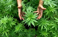 Cannabis; uso terapeutico e legalizzazione. Approvato documento di legge