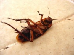 scarafaggio-morto_2565076