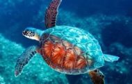 Pesca: progetto TartaLife per salvare le tartarughe marine