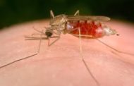 La malaria cerebrale uccide una bambina di 4 anni. La patologia diagnosticata a Brescia