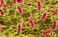 Salmonella: latte in polvere ritirato in tutto il mondo